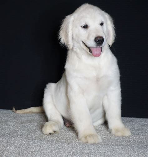 English Cream Golden Retriever puppies make a wonderful addition to your family and home body features. . Golden retriever puppies for sale 600